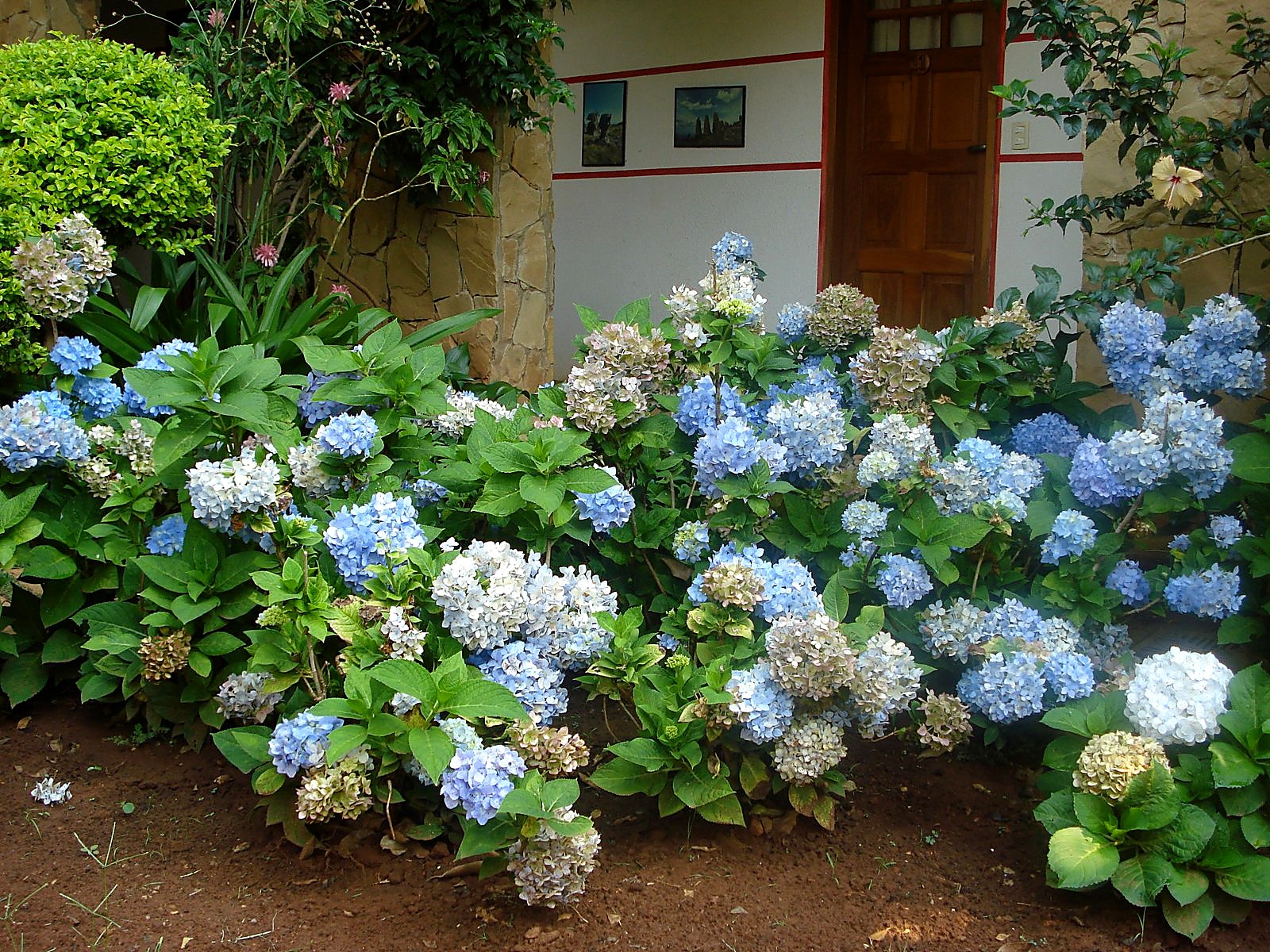 Hortensias azules y blancas floreciendo contra la fachada de piedra del hotel